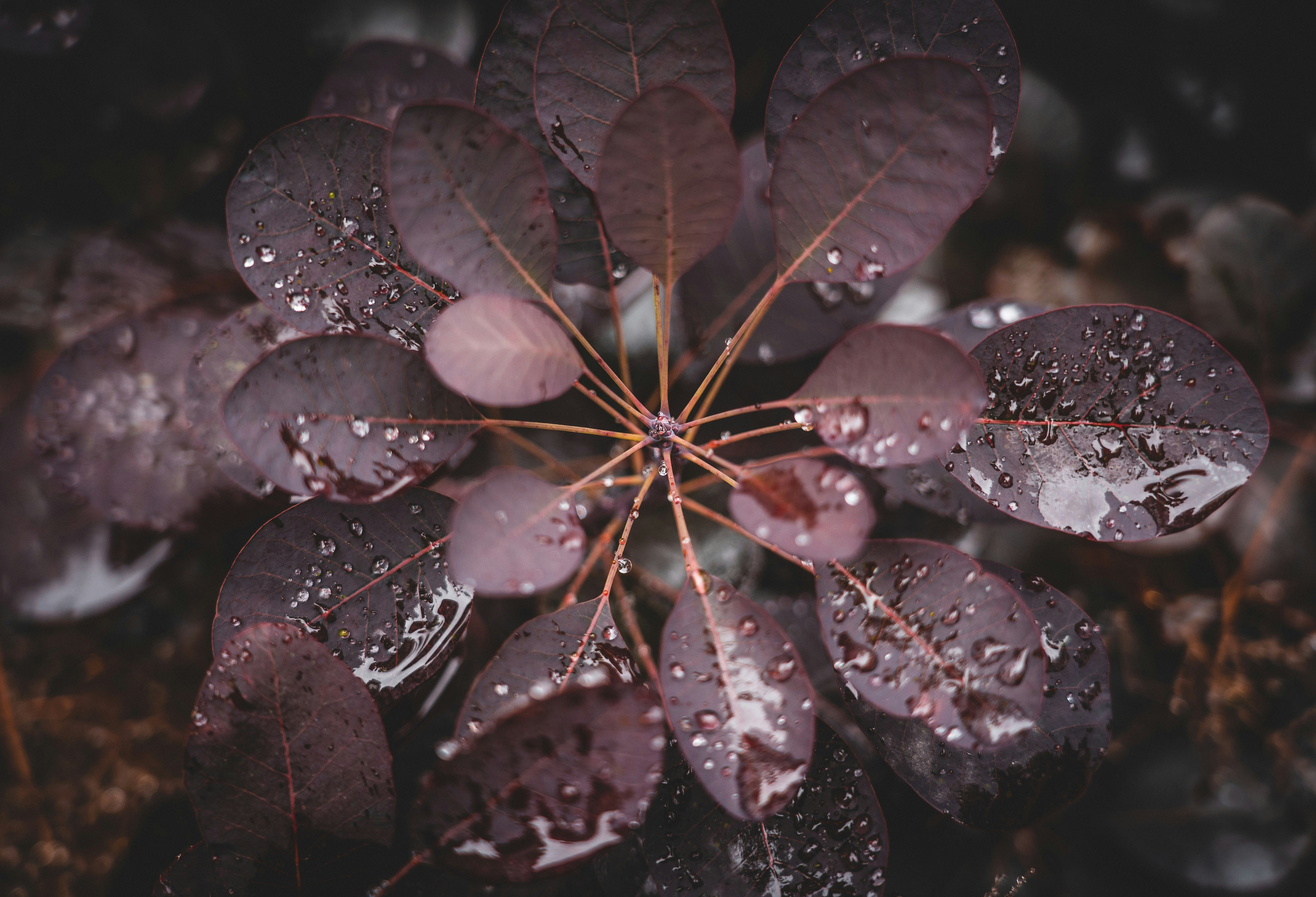 water droplets on green leaves